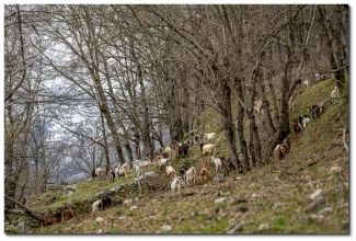 fotografía de cabras